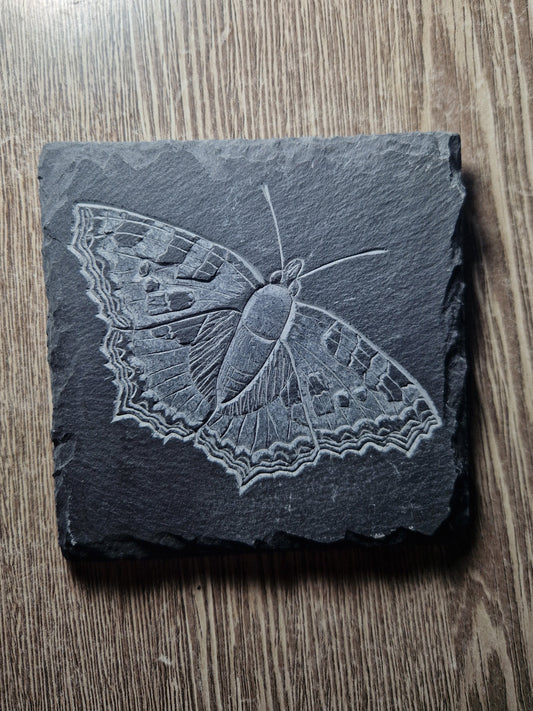 Tortoiseshell Butterfly